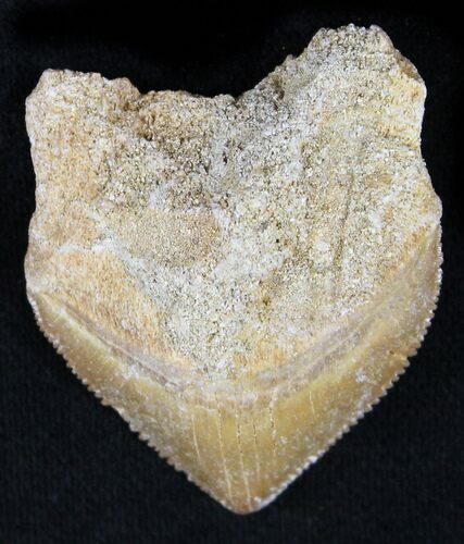 Large Squalicorax (Crow Shark) Fossil Tooth #23494